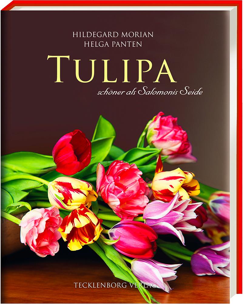 Tulipa