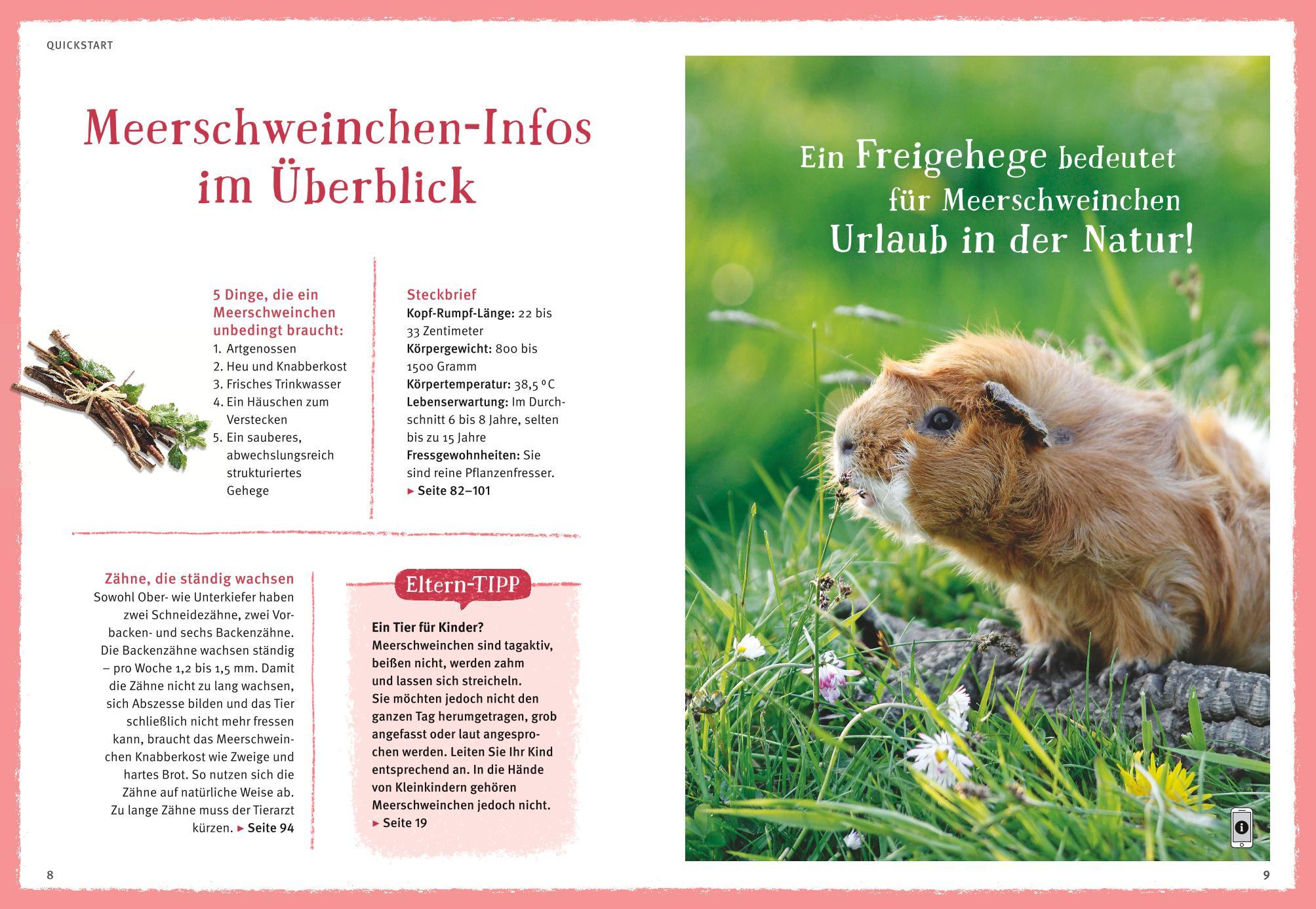 Neugierige Meerschweinchen