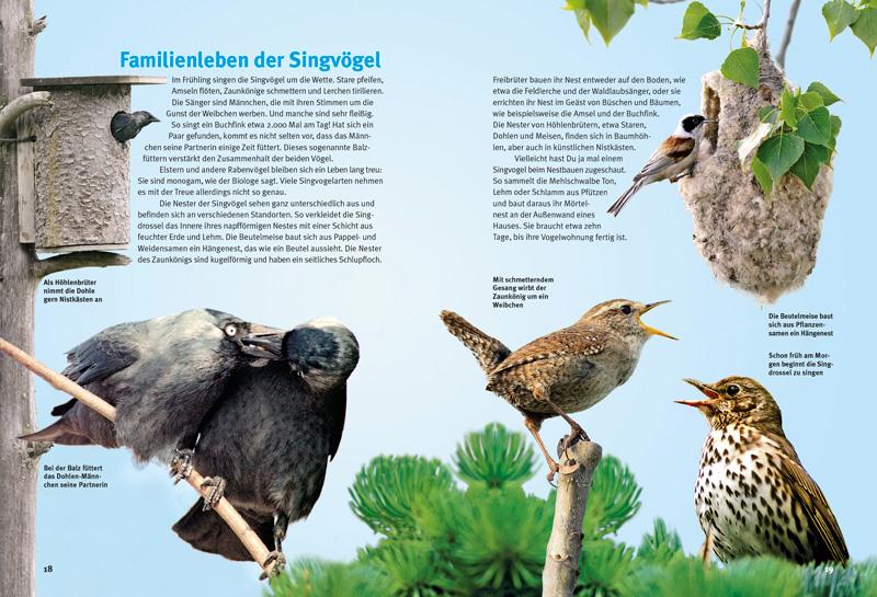 Entdecke die Singvögel