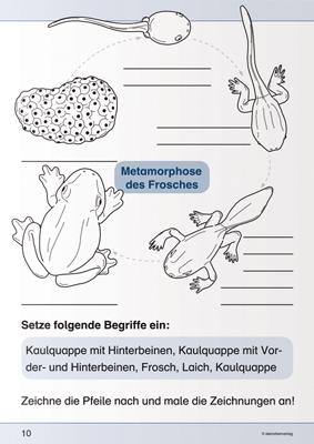 Ich kenne den Frosch - Lebenszyklus