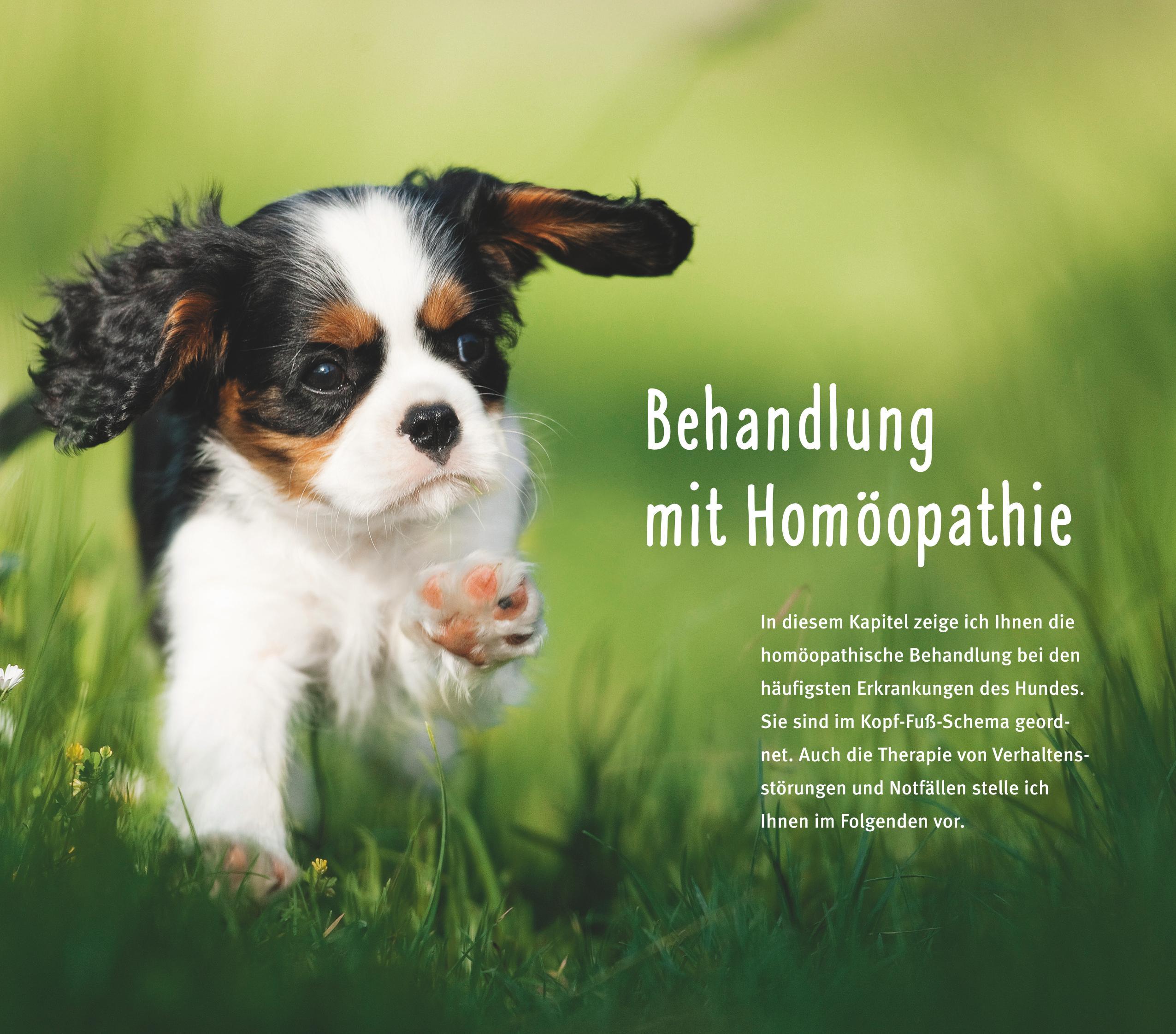 Homöopathie für Hunde