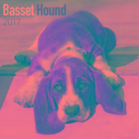 Basset Hound Calendar 2017