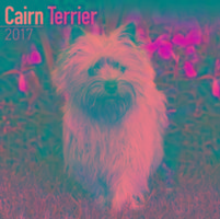 Cairn Terrier Calendar 2017