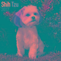 Shih Tzu Calendar 2017