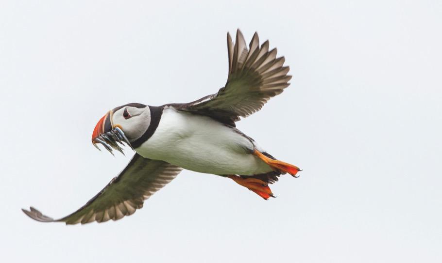 Unsere einzigartige Vogelwelt