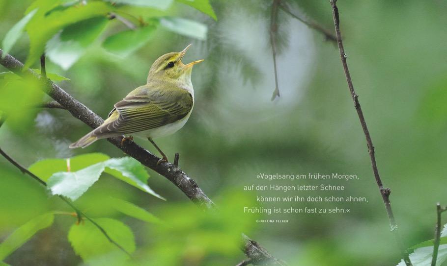 Unsere einzigartige Vogelwelt