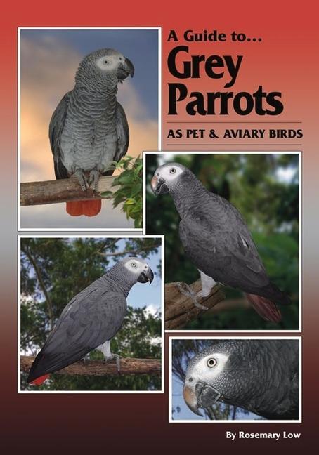 A Guide to Grey Parrots as Pet & Aviary Birds