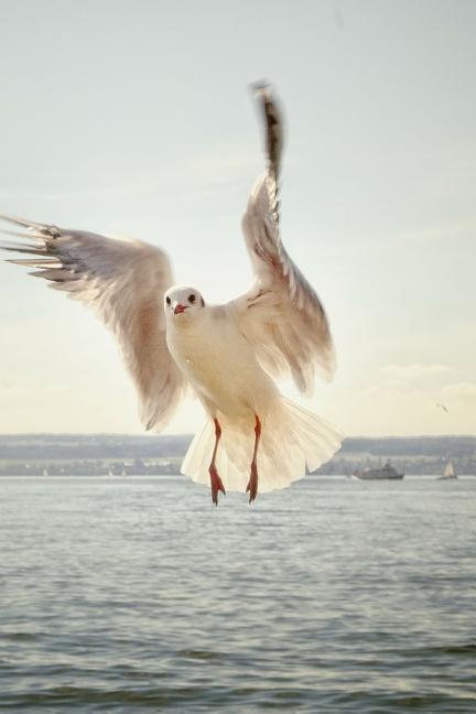 Gull: Seagulls Are Seabirds of the Family Laridae in the Suborder Lari. They Are Most Closely Related to the Terns and Only