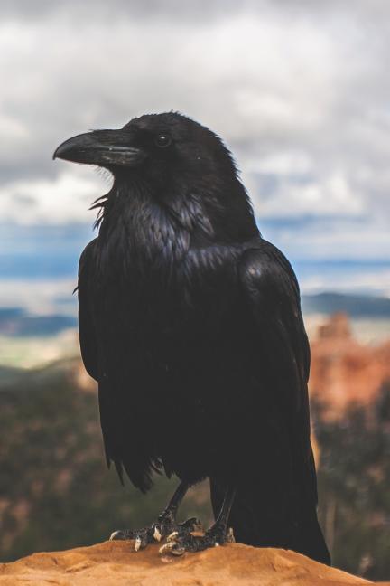 Call of the Crow