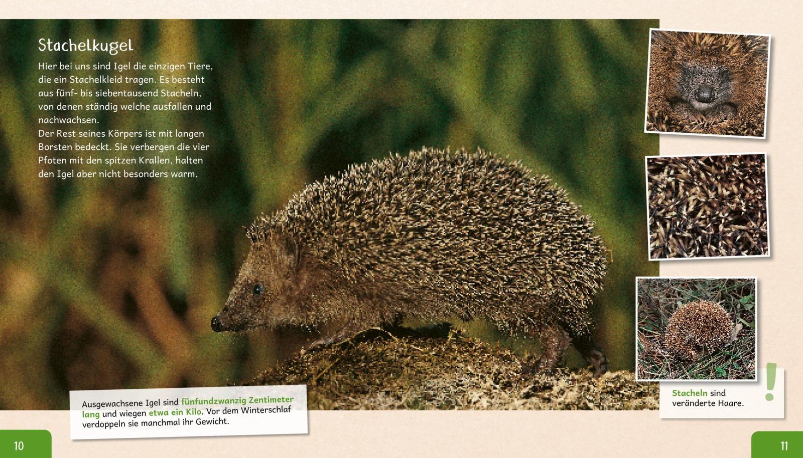 Meine große Tierbibliothek: Der Igel