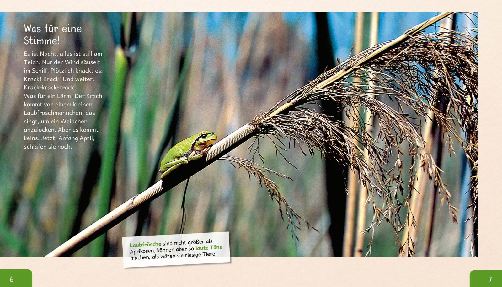 Meine große Tierbibliothek: Der Frosch