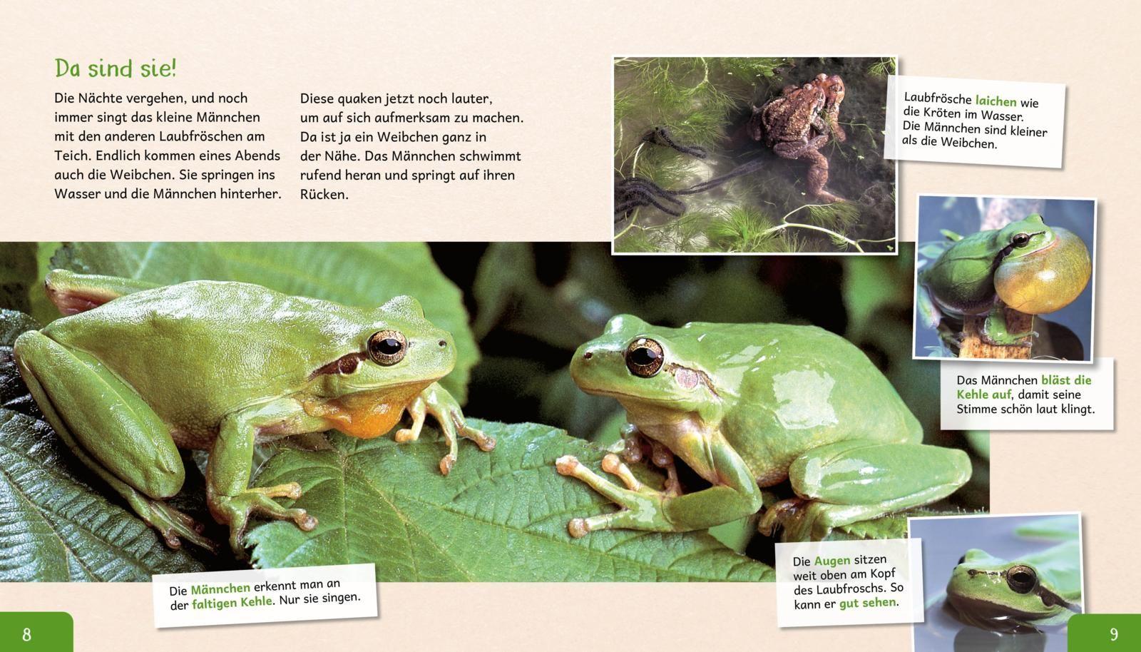 Meine große Tierbibliothek: Der Frosch