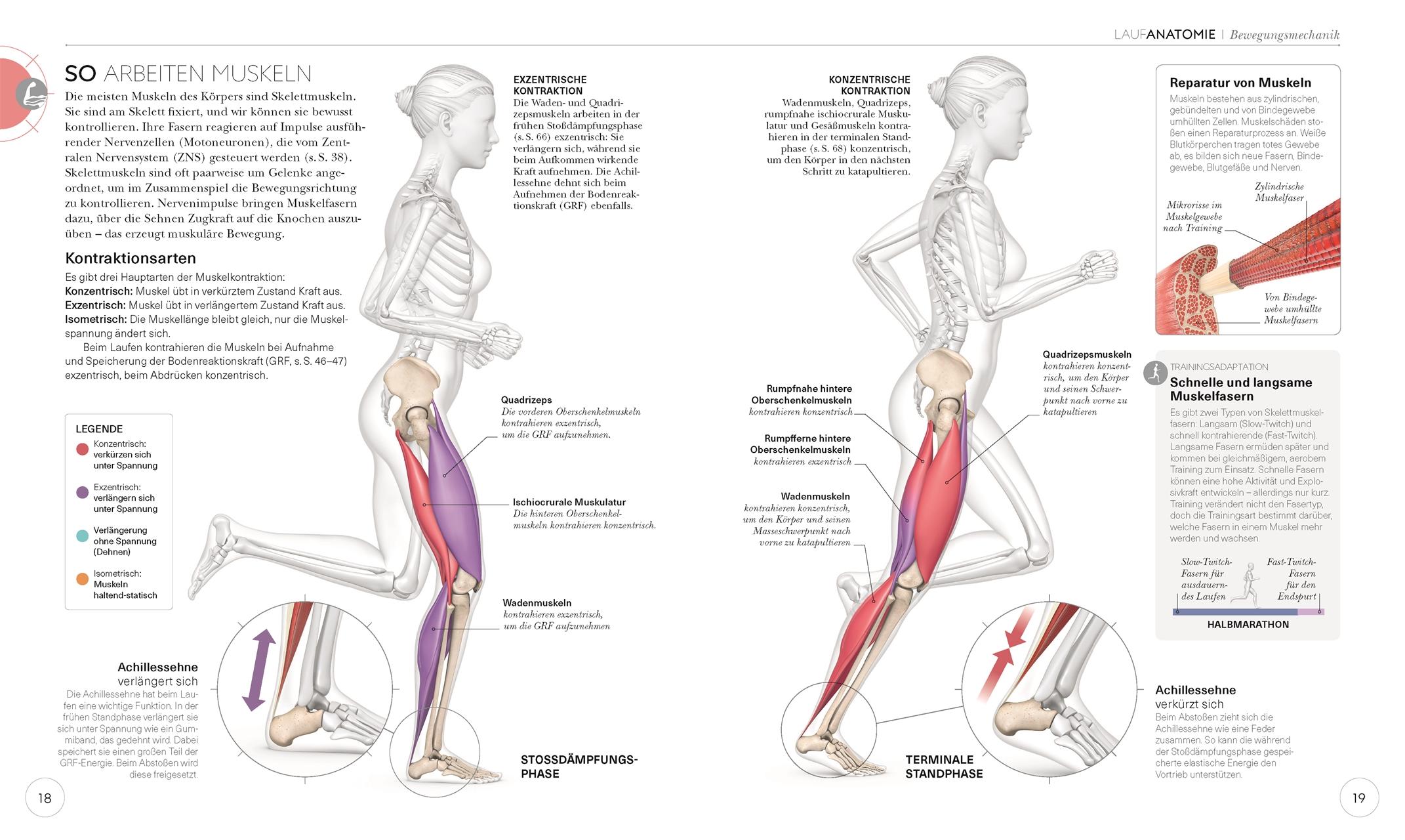 Lauftraining - Die Anatomie verstehen