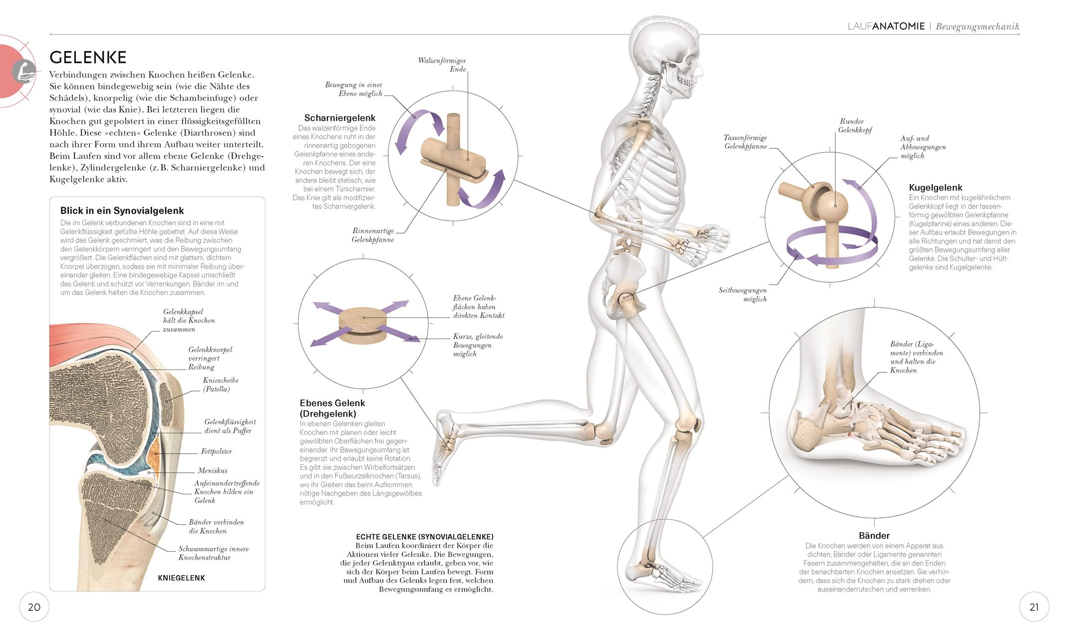 Lauftraining - Die Anatomie verstehen