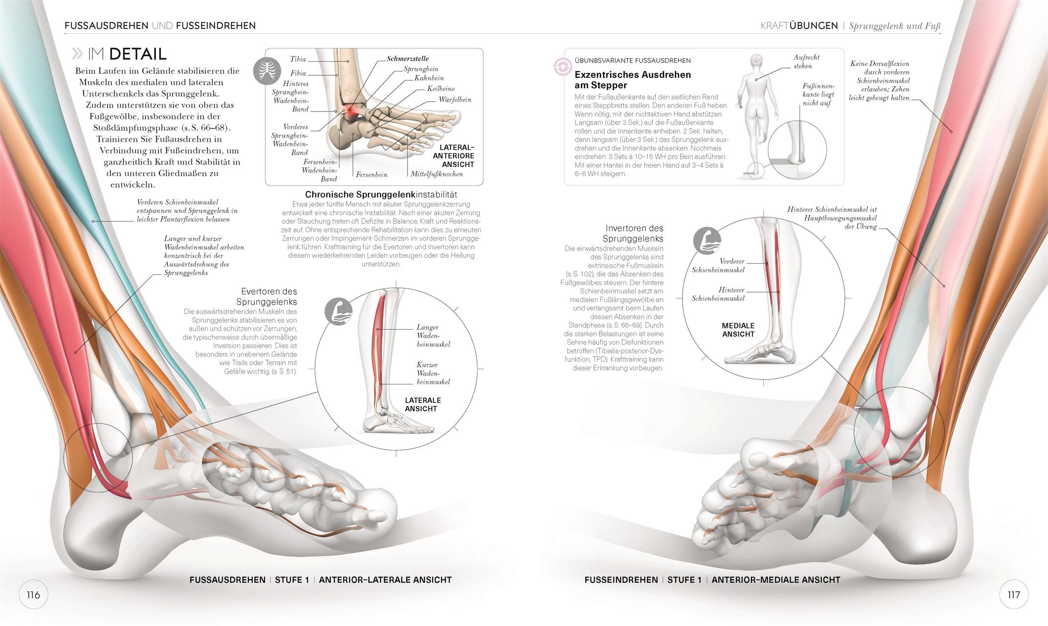 Lauftraining - Die Anatomie verstehen