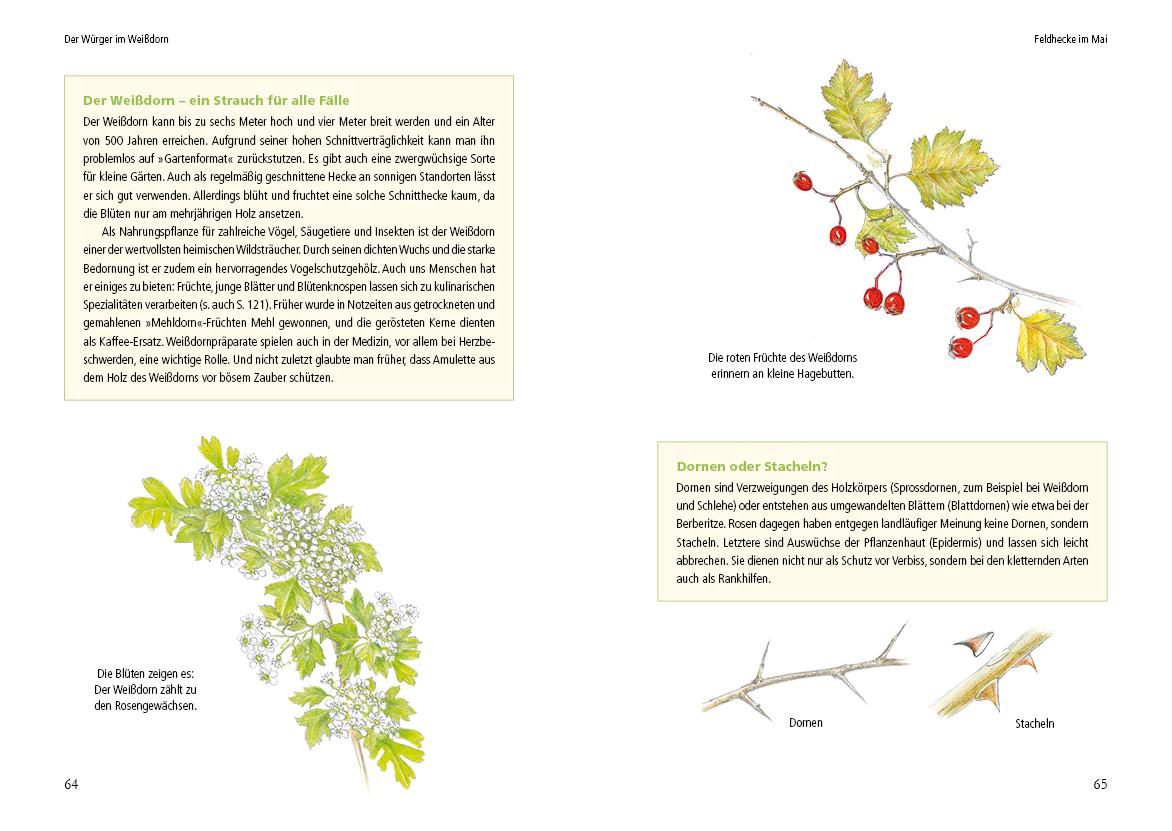 Vogelstimmen in Wald und Hecke