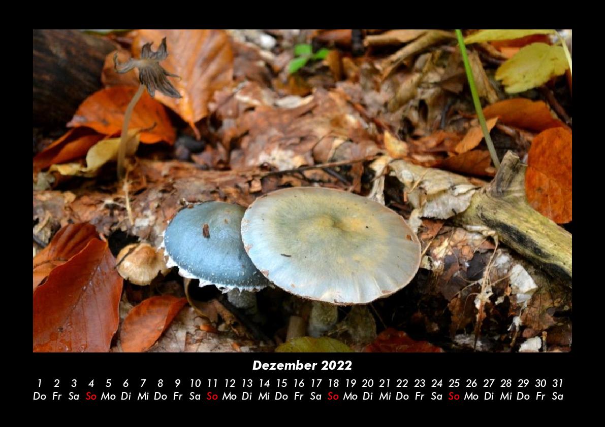 Pilzkalender 2022 Fotokalender DIN A3