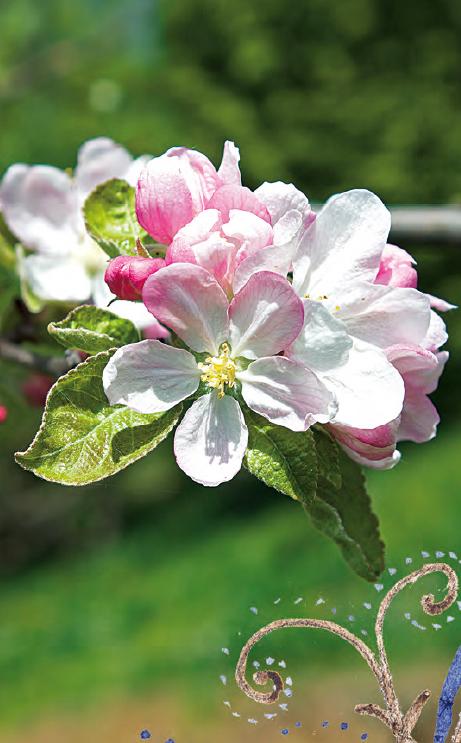 Die Bachblüten Karten