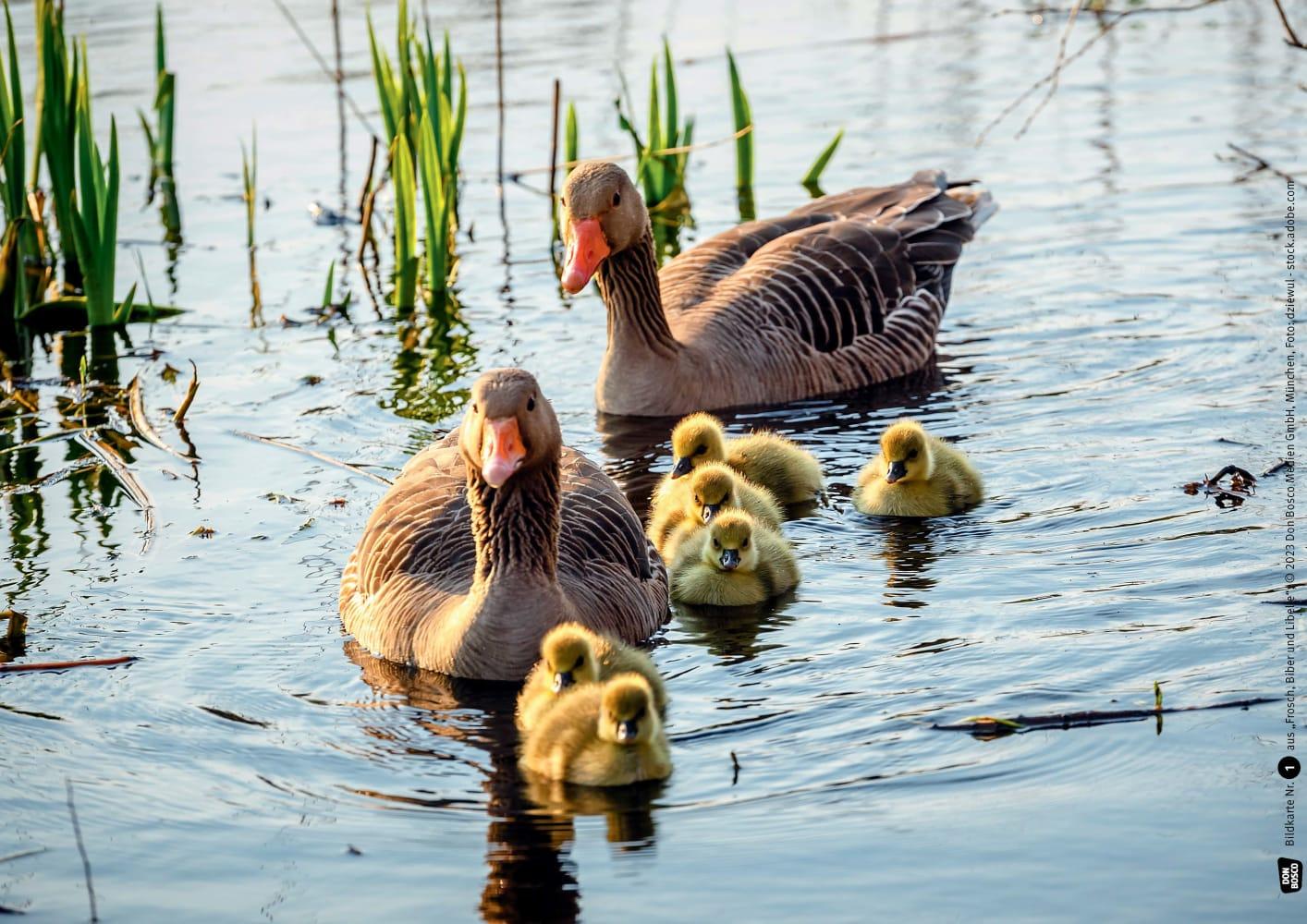 Frosch, Biber und Libelle. Tiere am Wasser. Kamishibai Bildkarten und Memo-Spiel