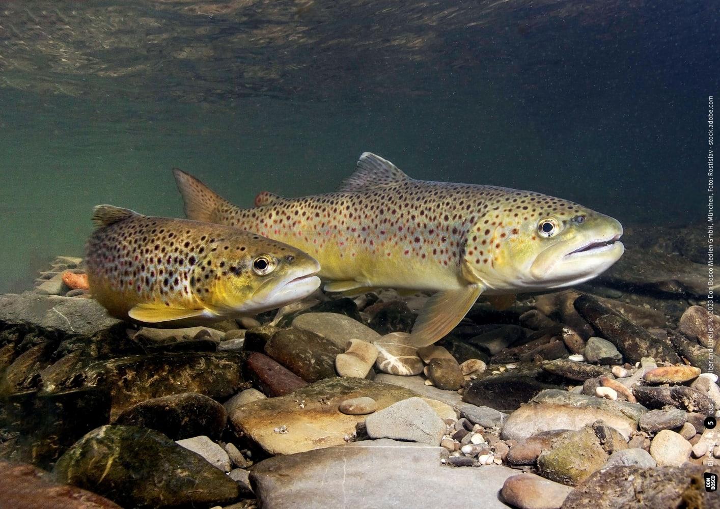 Frosch, Biber und Libelle. Tiere am Wasser. Kamishibai Bildkarten und Memo-Spiel