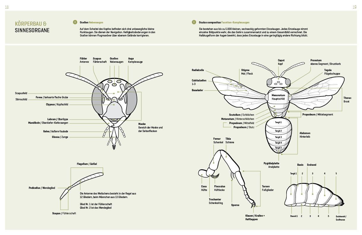 WILDBIENENHELFER