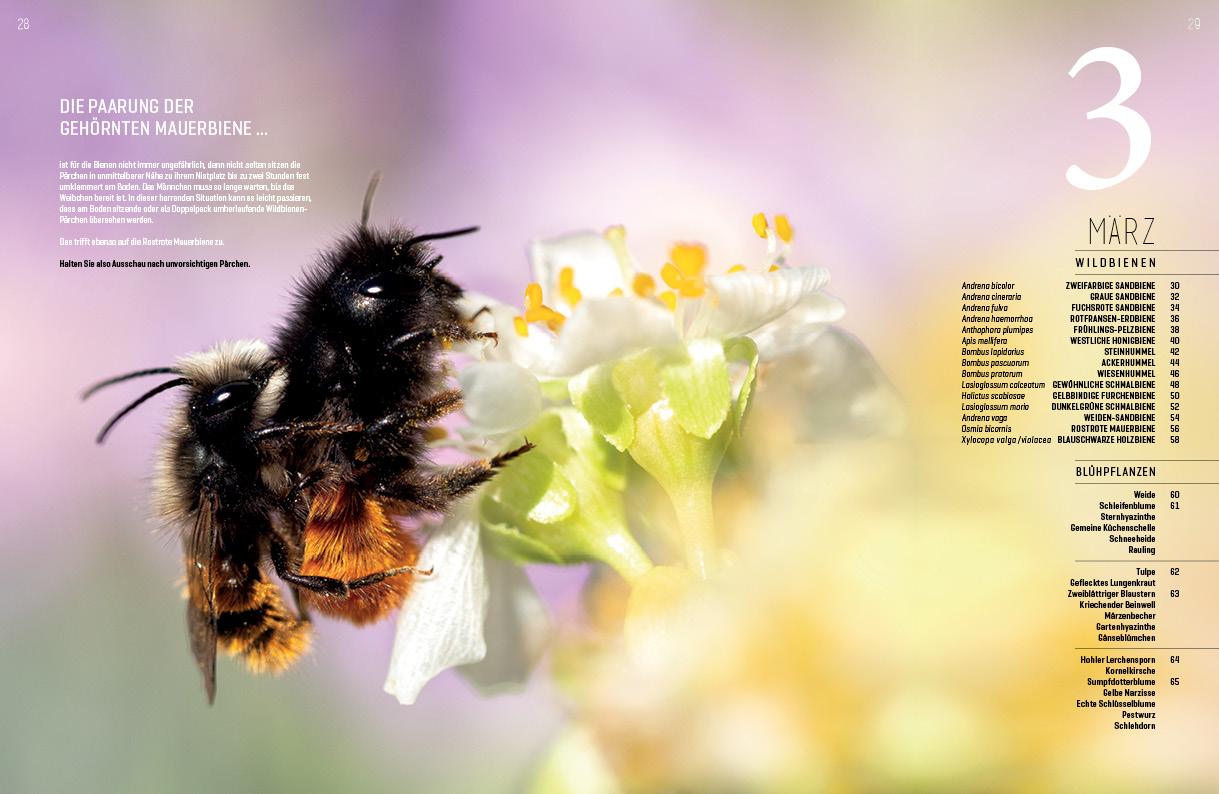 WILDBIENENHELFER