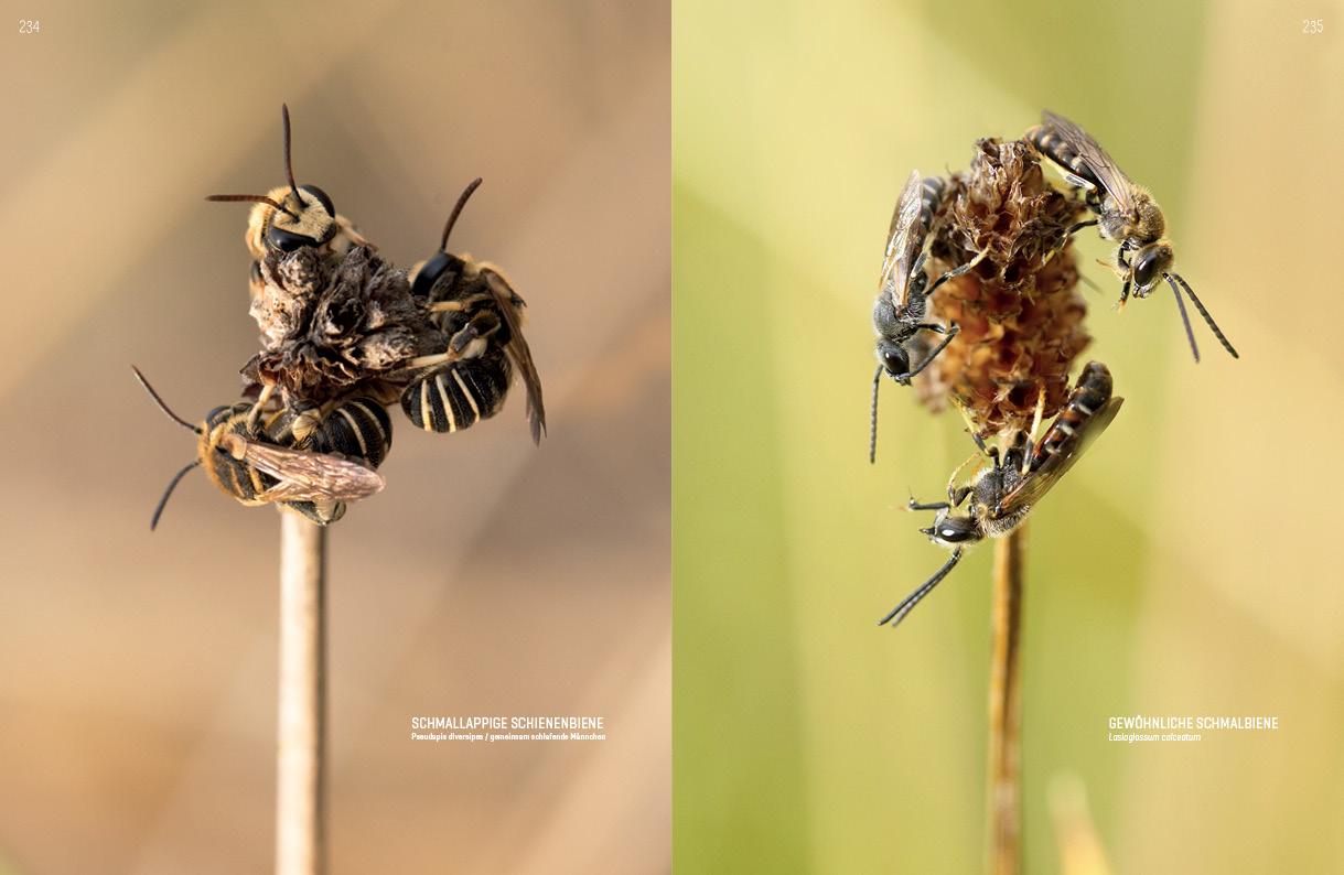 WILDBIENENHELFER