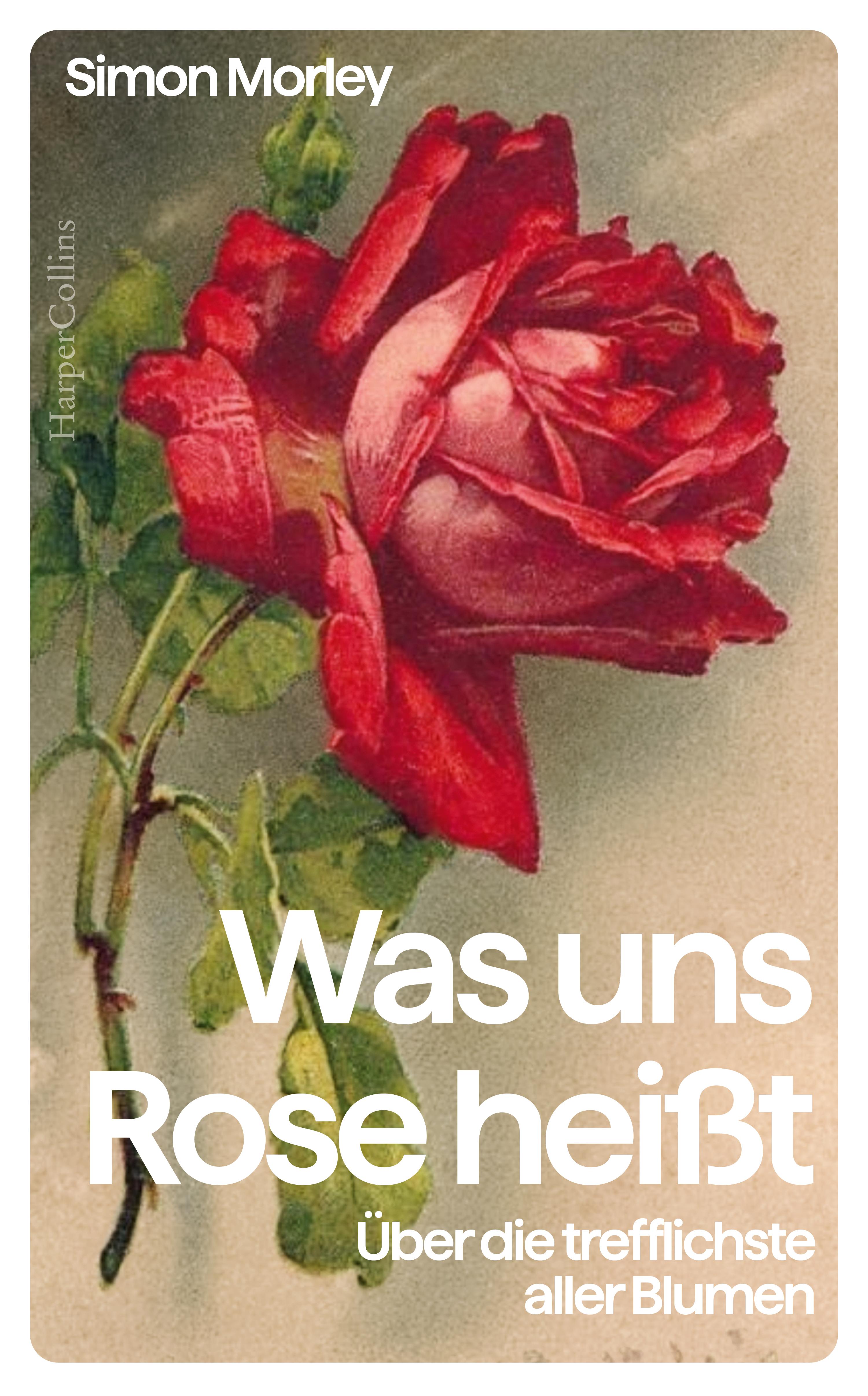 Was uns Rose heißt. Über die trefflichste aller Blumen