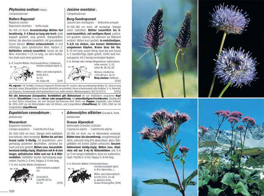 Flora Helvetica - Illustrierte Flora der Schweiz