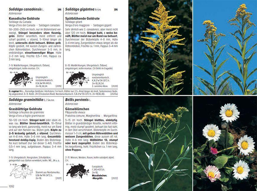 Flora Helvetica - Illustrierte Flora der Schweiz