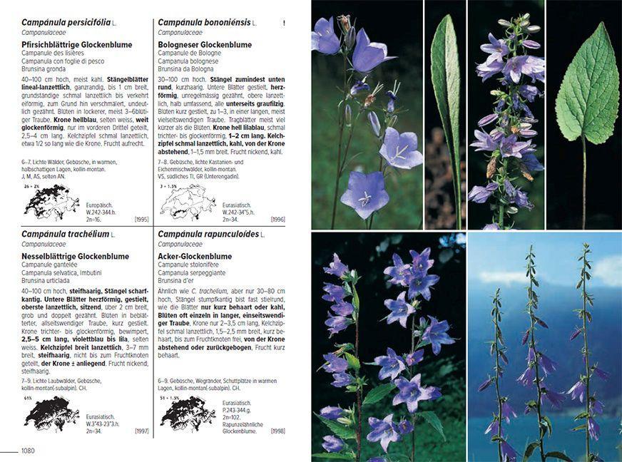 Flora Helvetica - Illustrierte Flora der Schweiz