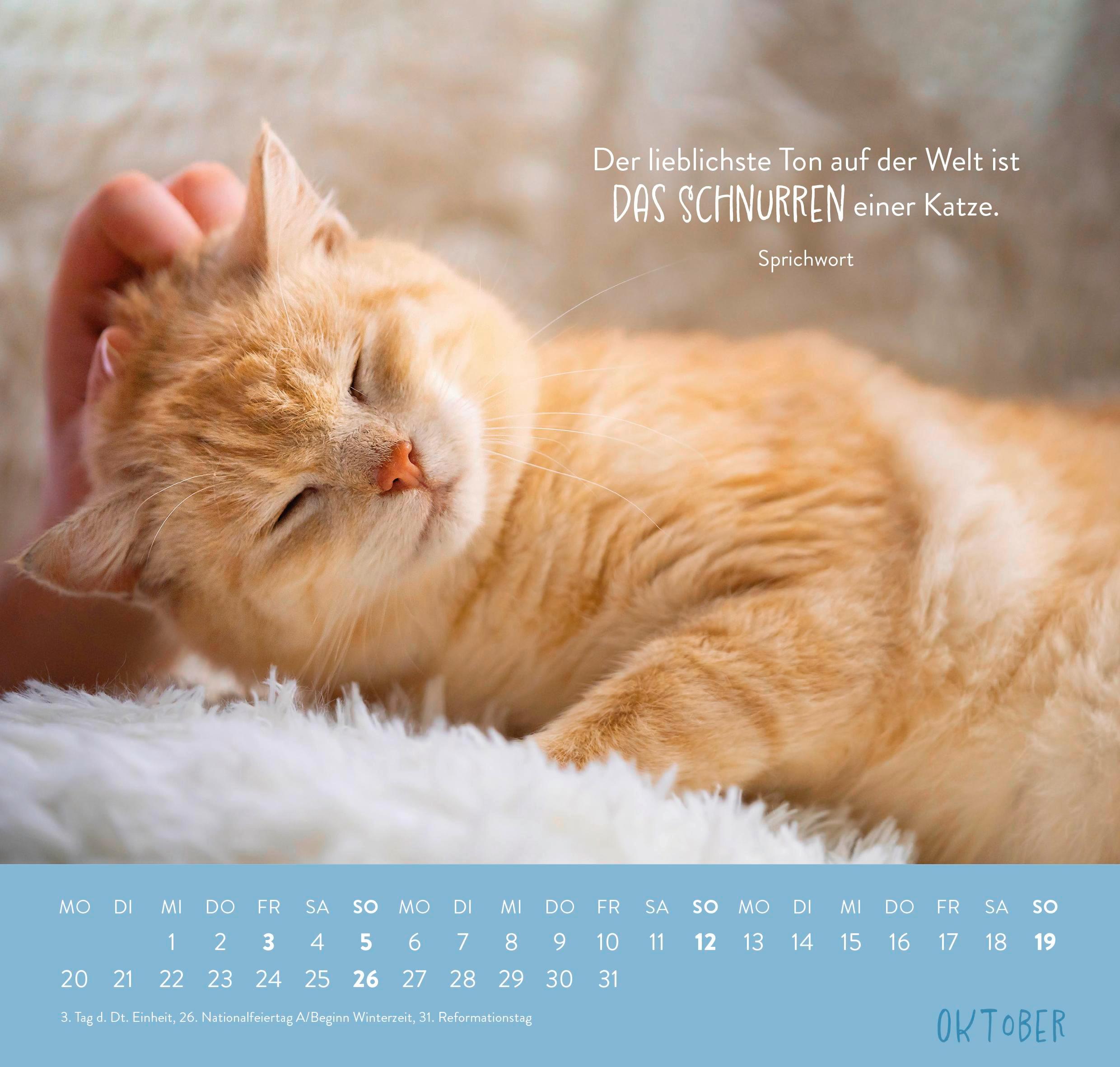 Wandkalender 2025: Für Katzenfreunde