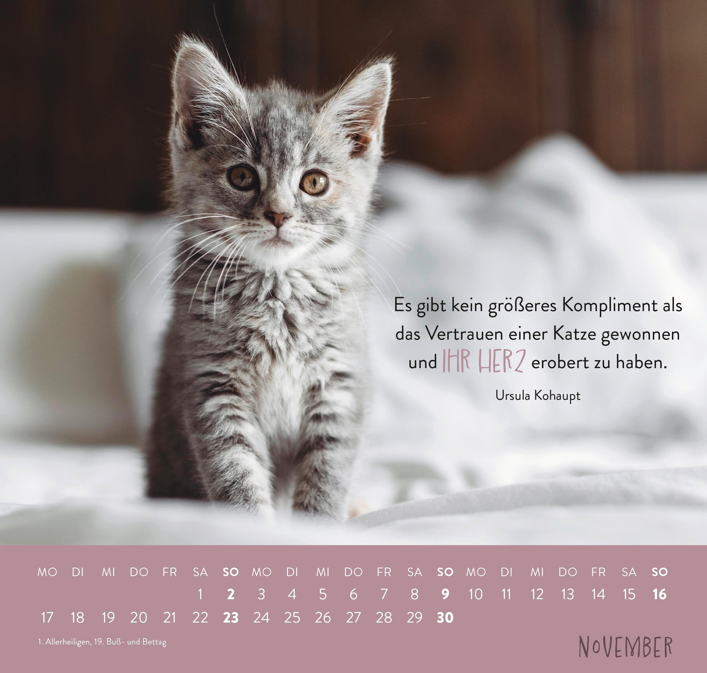 Wandkalender 2025: Für Katzenfreunde