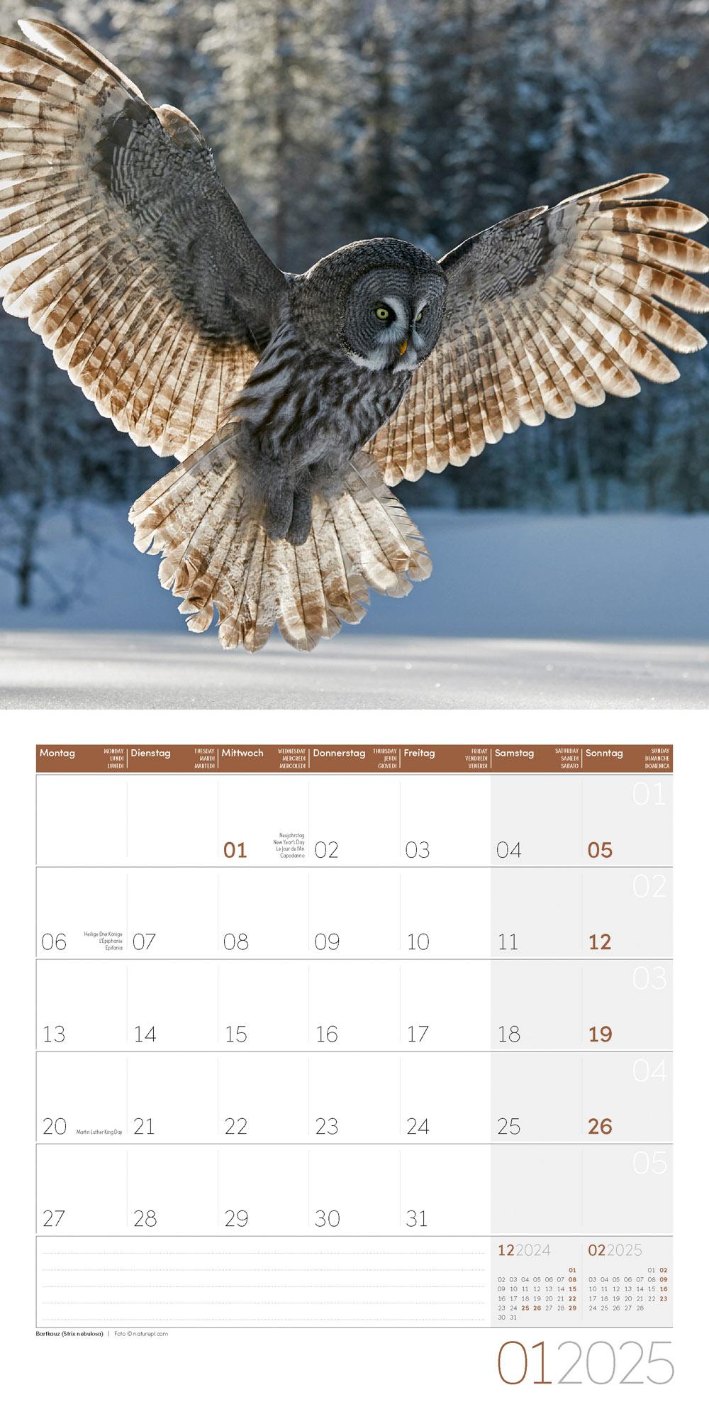 Eulen Kalender 2025 - 30x30