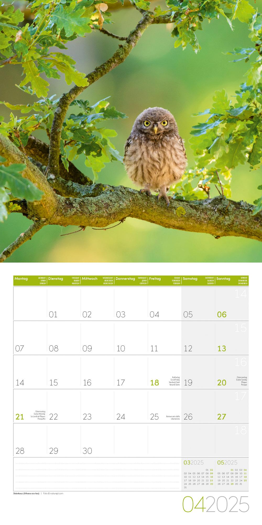 Eulen Kalender 2025 - 30x30