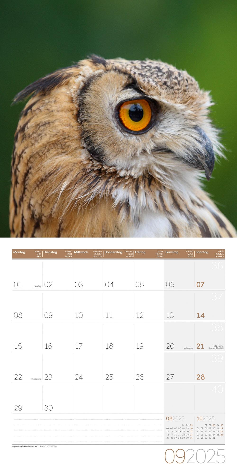 Eulen Kalender 2025 - 30x30