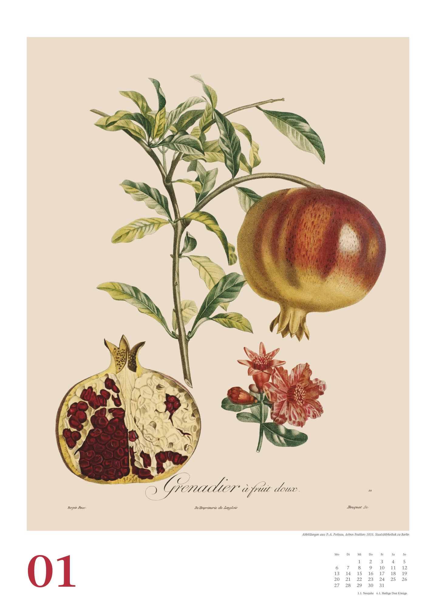 Pierre Antoine Poiteau: Alte Obstsorten 2025 - DUMONT Kunst-Kalender - Poster-Format 50 x 70 cm