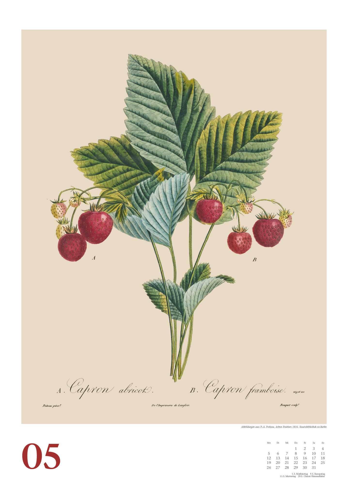 Pierre Antoine Poiteau: Alte Obstsorten 2025 - DUMONT Kunst-Kalender - Poster-Format 50 x 70 cm