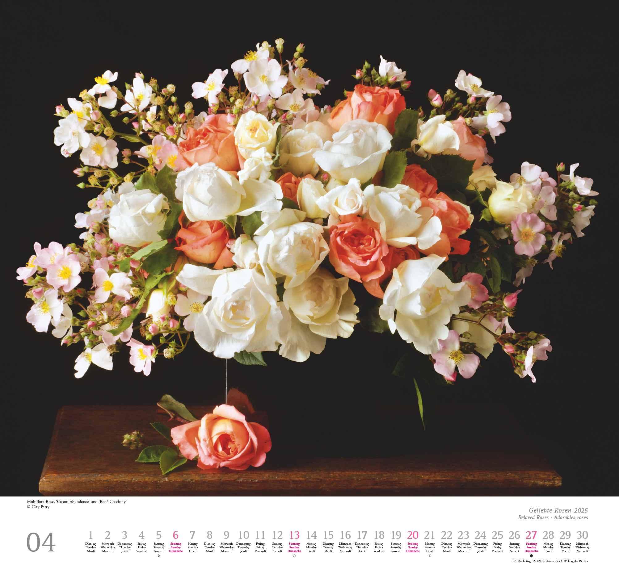 Geliebte Rosen 2025 - DUMONT Wandkalender - mit allen wichtigen Feiertagen - Format 38,0 x 35,5 cm