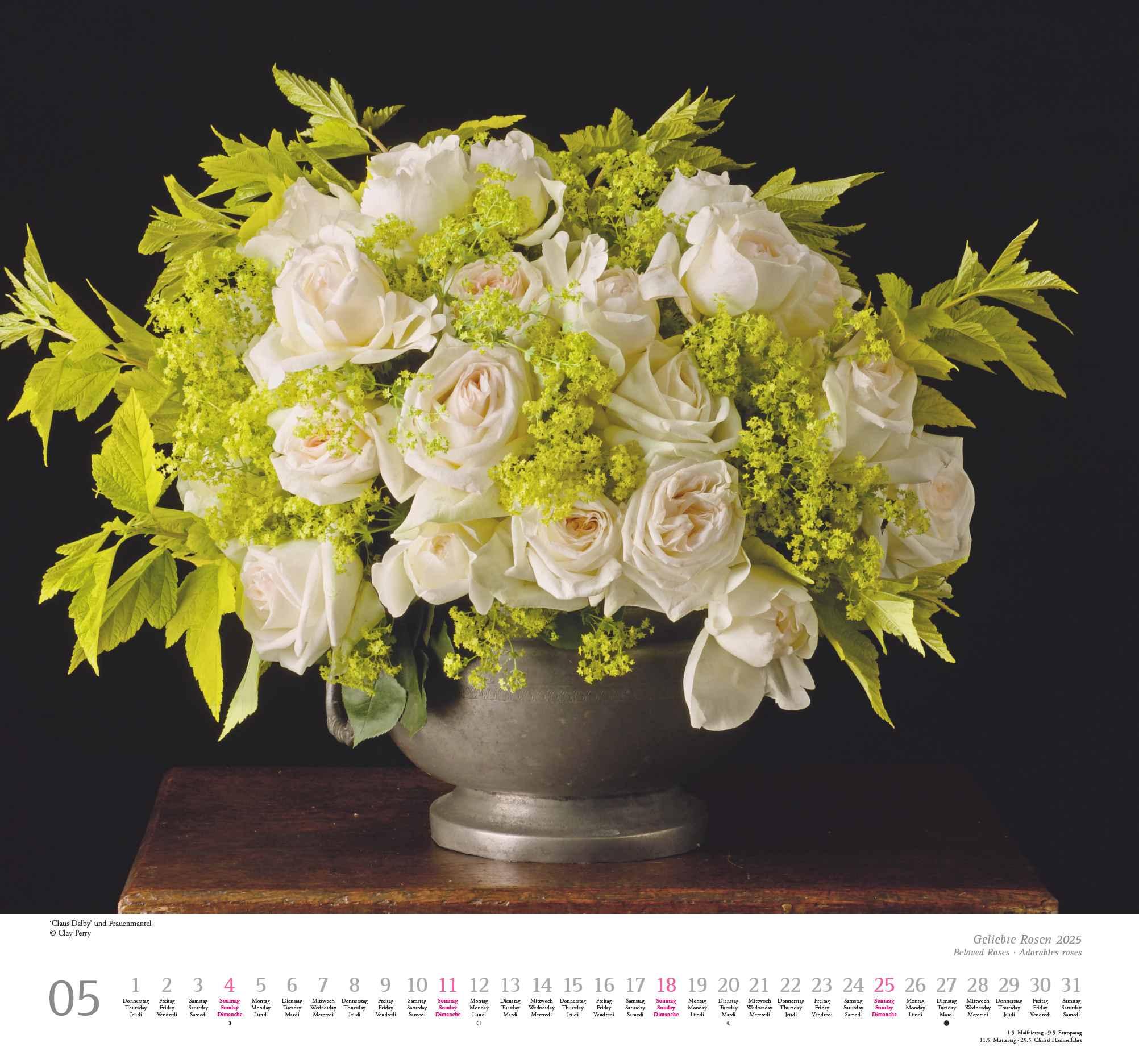 Geliebte Rosen 2025 - DUMONT Wandkalender - mit allen wichtigen Feiertagen - Format 38,0 x 35,5 cm