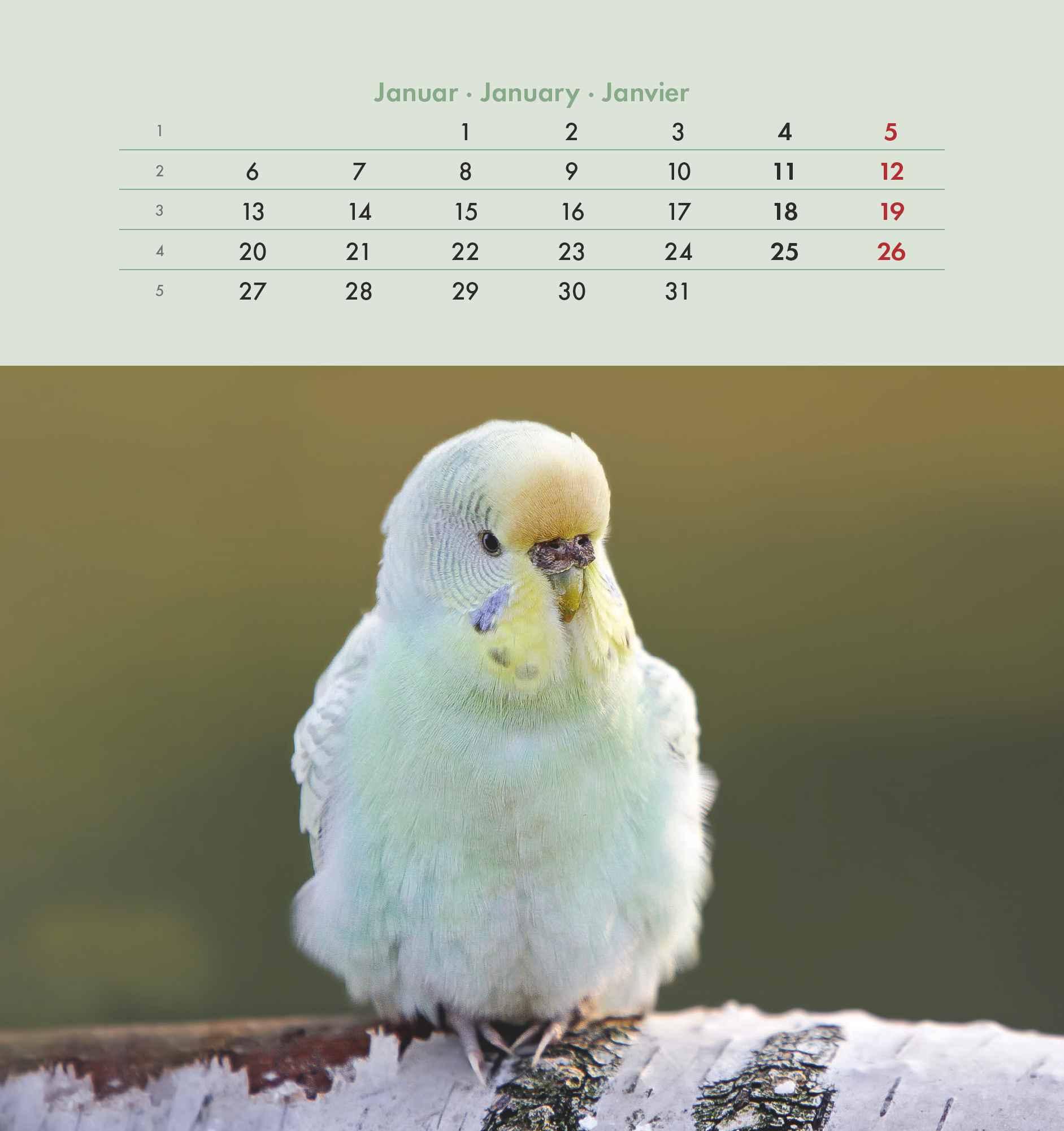 Wellensittiche 2025 - Postkartenkalender 16x17 cm - Budgies - zum Aufstellen oder Aufhängen - Monatskalendarium - Gadget - Mitbringsel - Alpha Edition