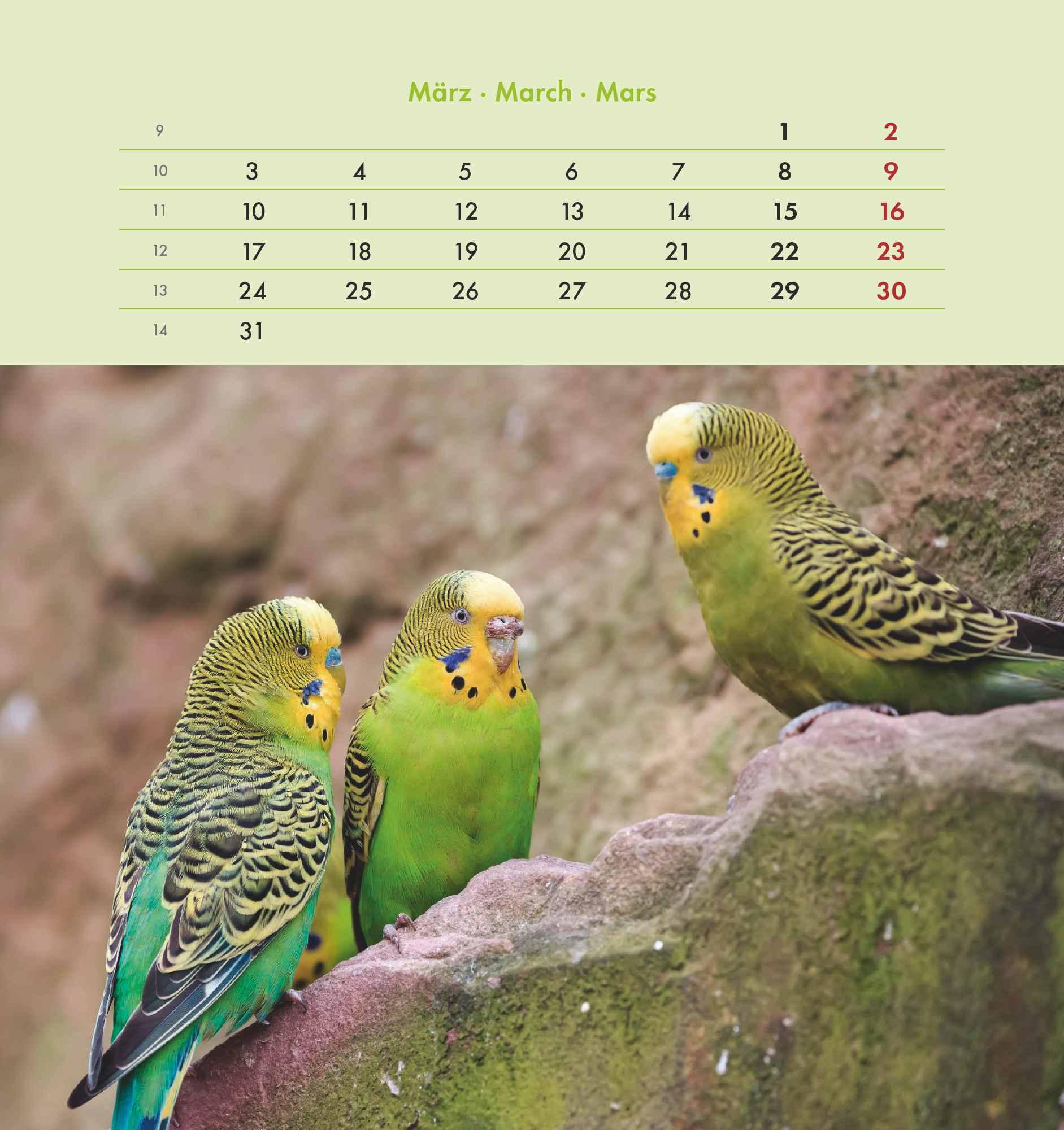 Wellensittiche 2025 - Postkartenkalender 16x17 cm - Budgies - zum Aufstellen oder Aufhängen - Monatskalendarium - Gadget - Mitbringsel - Alpha Edition