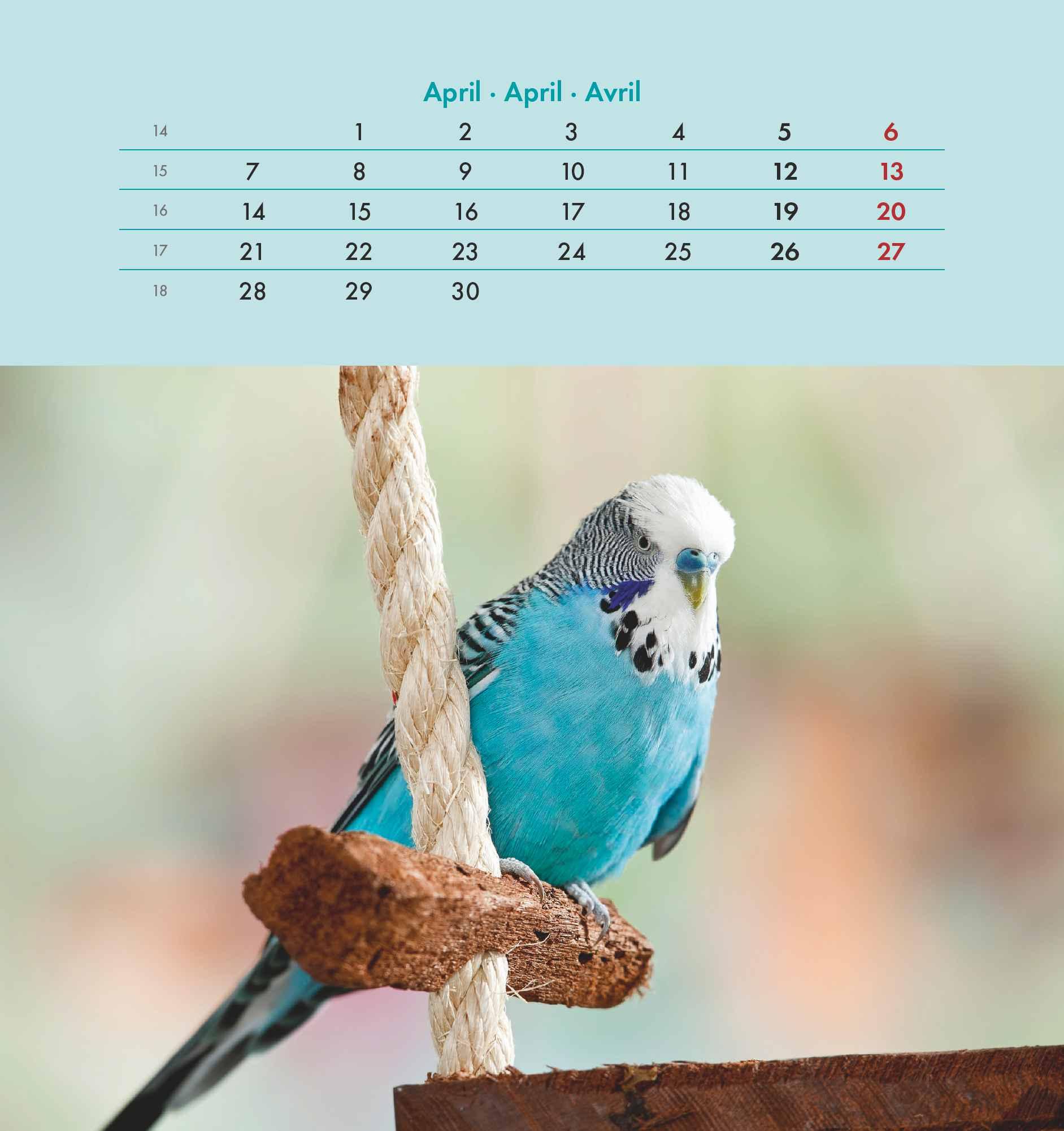 Wellensittiche 2025 - Postkartenkalender 16x17 cm - Budgies - zum Aufstellen oder Aufhängen - Monatskalendarium - Gadget - Mitbringsel - Alpha Edition