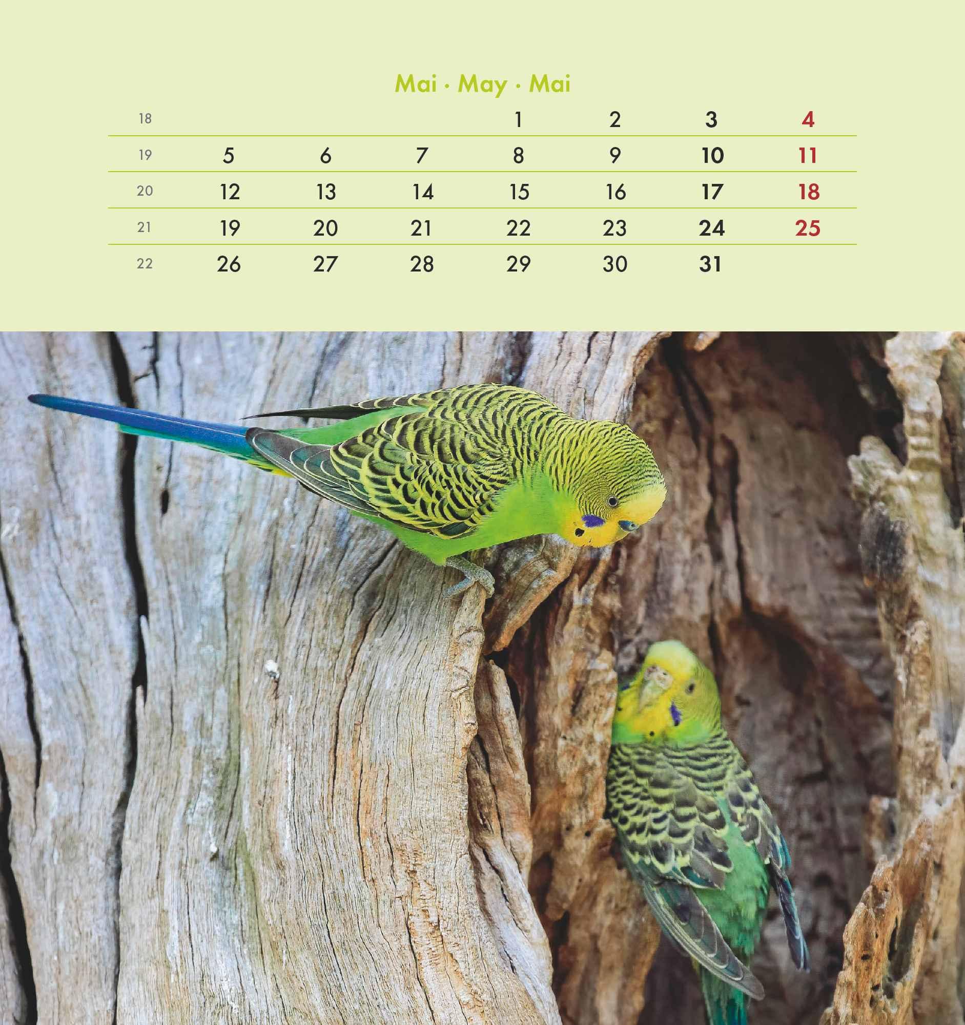 Wellensittiche 2025 - Postkartenkalender 16x17 cm - Budgies - zum Aufstellen oder Aufhängen - Monatskalendarium - Gadget - Mitbringsel - Alpha Edition