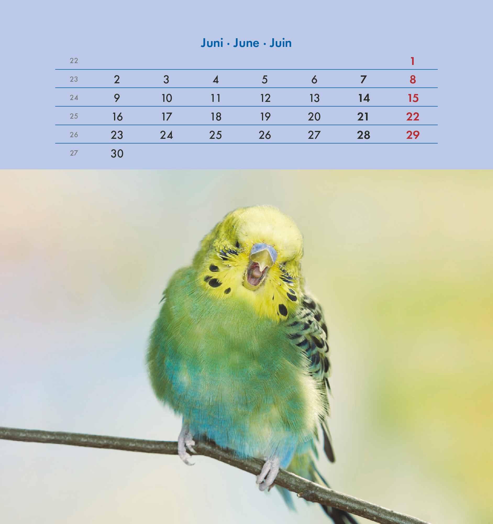 Wellensittiche 2025 - Postkartenkalender 16x17 cm - Budgies - zum Aufstellen oder Aufhängen - Monatskalendarium - Gadget - Mitbringsel - Alpha Edition