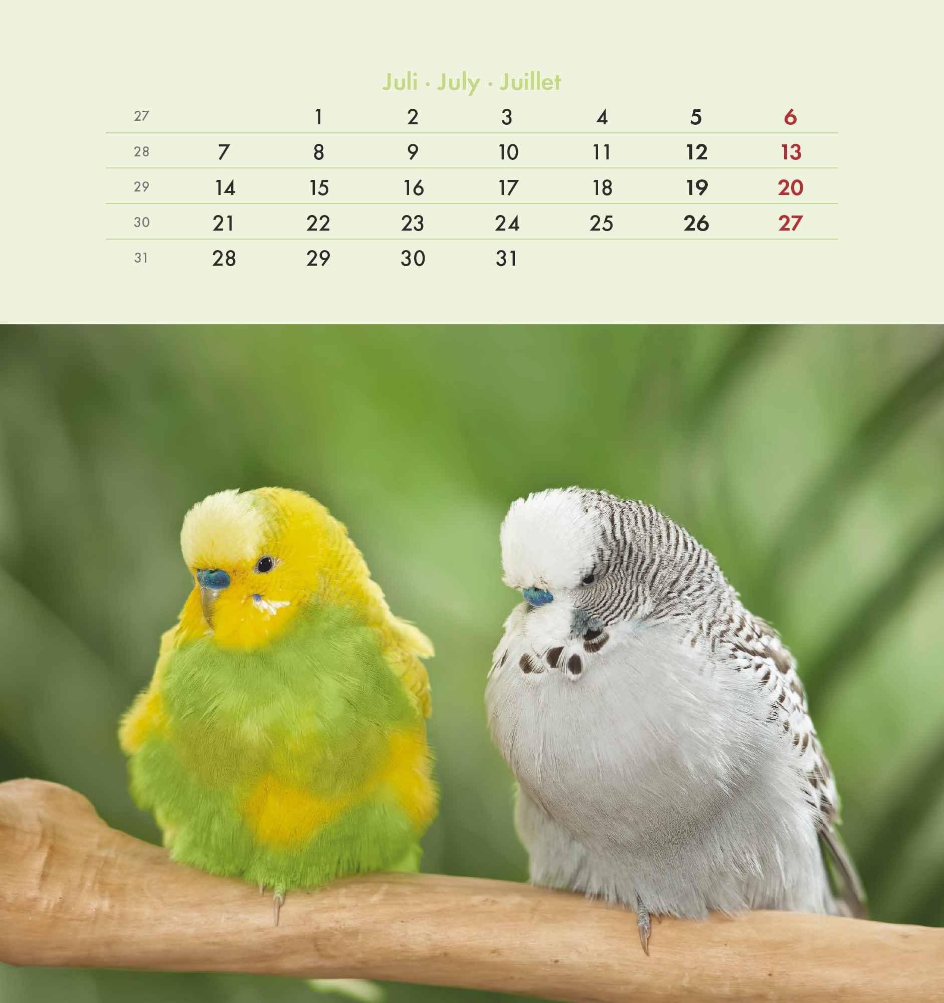 Wellensittiche 2025 - Postkartenkalender 16x17 cm - Budgies - zum Aufstellen oder Aufhängen - Monatskalendarium - Gadget - Mitbringsel - Alpha Edition