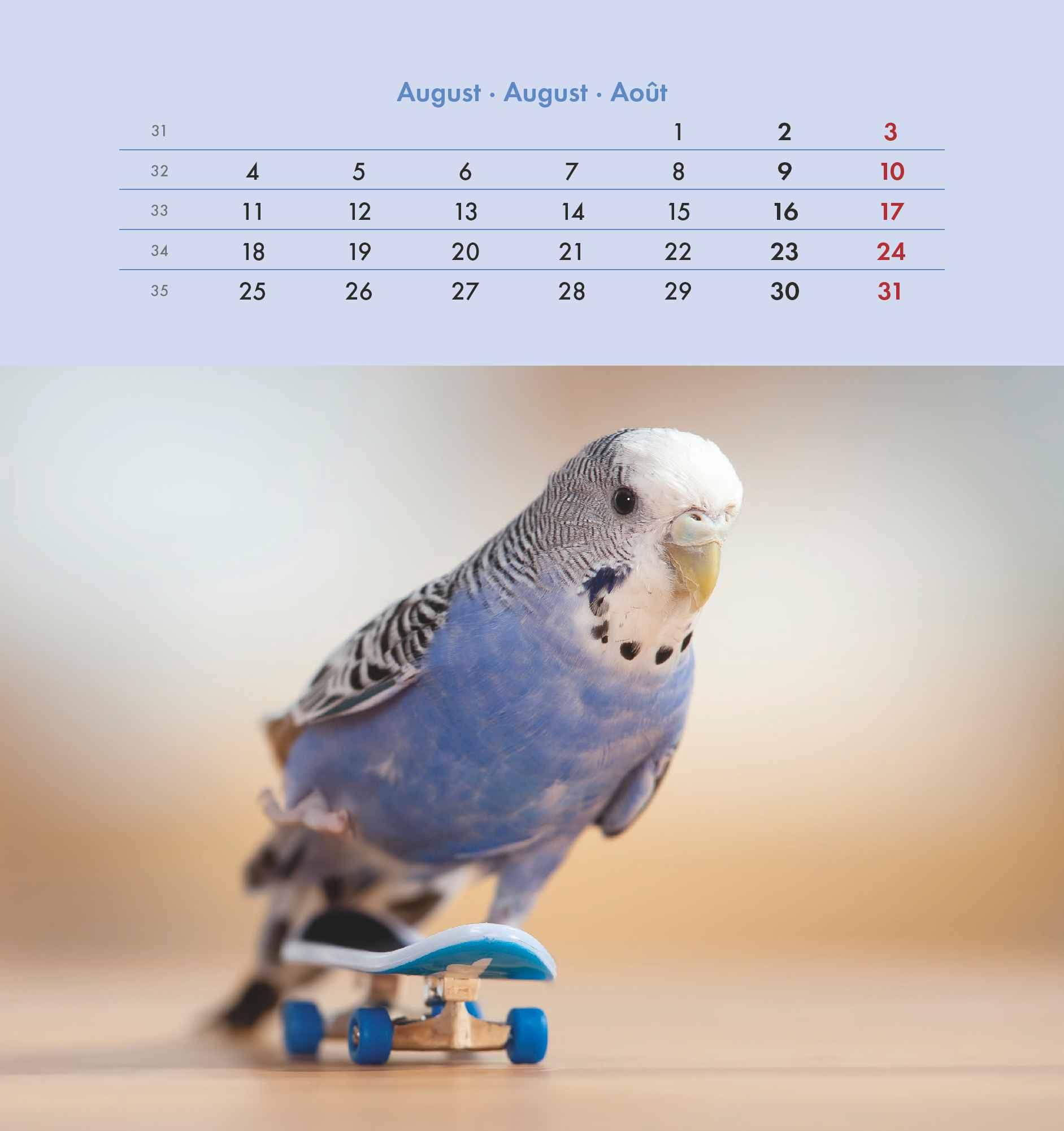 Wellensittiche 2025 - Postkartenkalender 16x17 cm - Budgies - zum Aufstellen oder Aufhängen - Monatskalendarium - Gadget - Mitbringsel - Alpha Edition