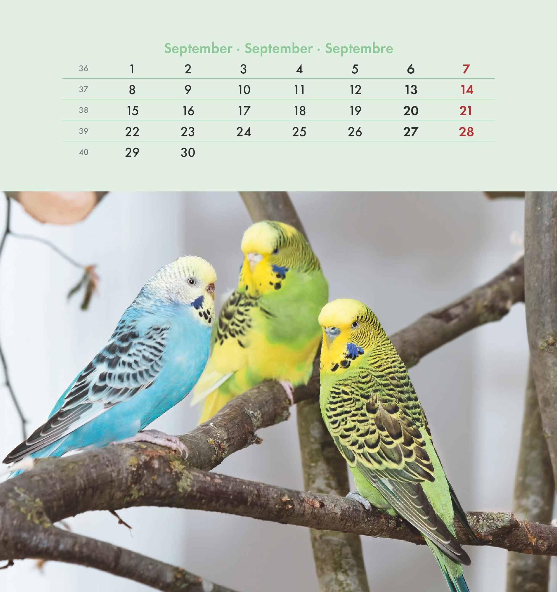 Wellensittiche 2025 - Postkartenkalender 16x17 cm - Budgies - zum Aufstellen oder Aufhängen - Monatskalendarium - Gadget - Mitbringsel - Alpha Edition