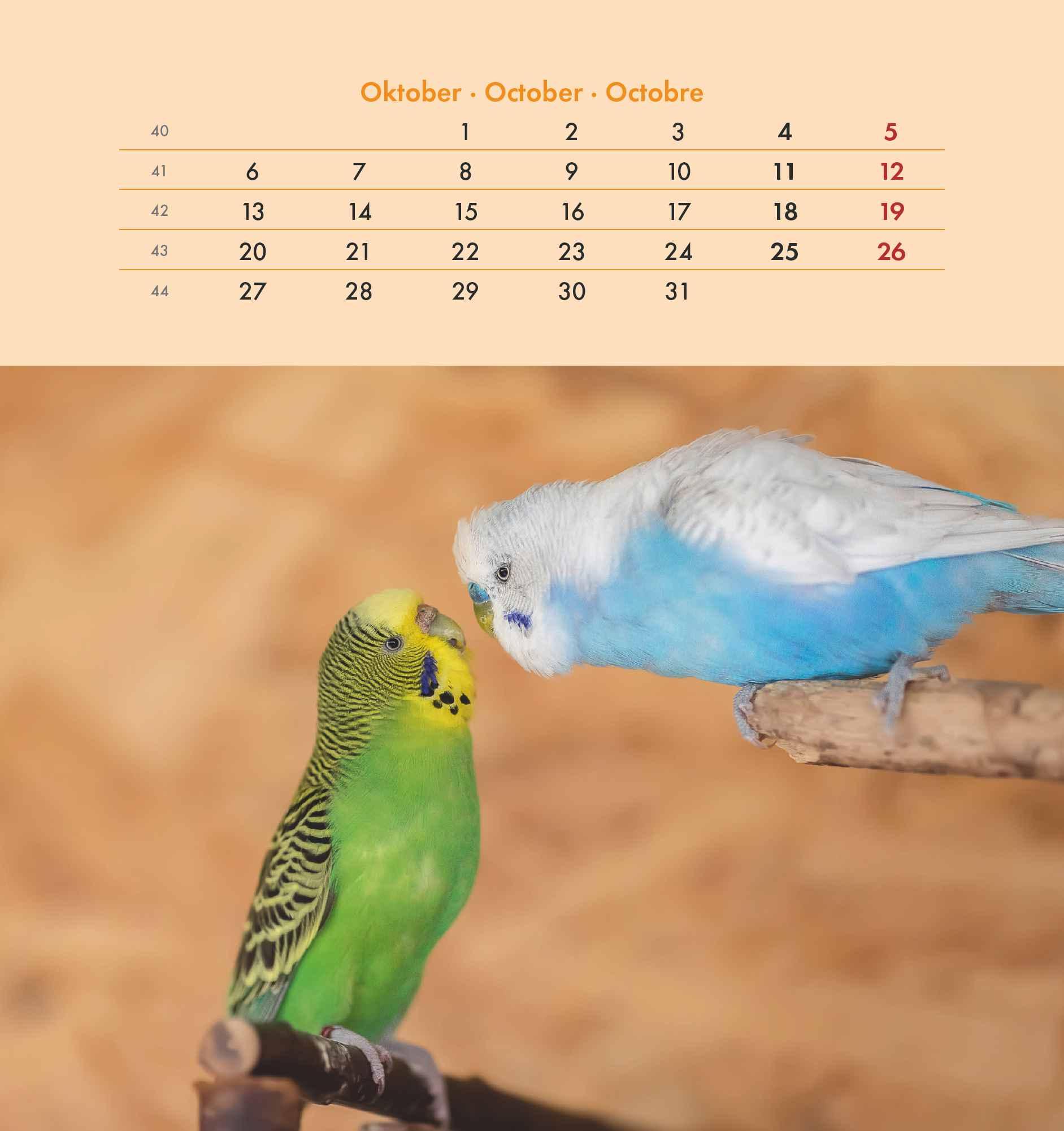 Wellensittiche 2025 - Postkartenkalender 16x17 cm - Budgies - zum Aufstellen oder Aufhängen - Monatskalendarium - Gadget - Mitbringsel - Alpha Edition