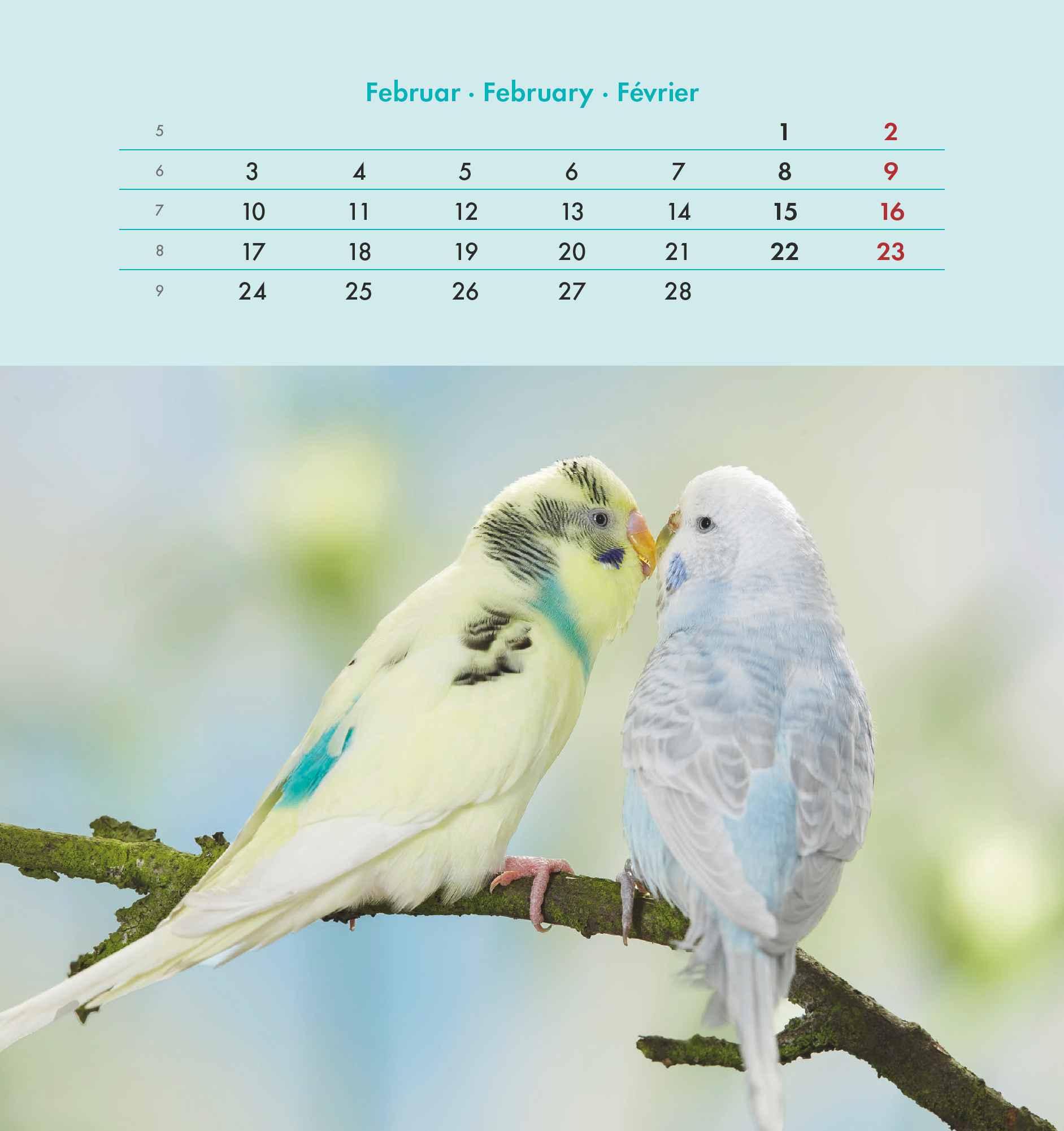 Wellensittiche 2025 - Postkartenkalender 16x17 cm - Budgies - zum Aufstellen oder Aufhängen - Monatskalendarium - Gadget - Mitbringsel - Alpha Edition